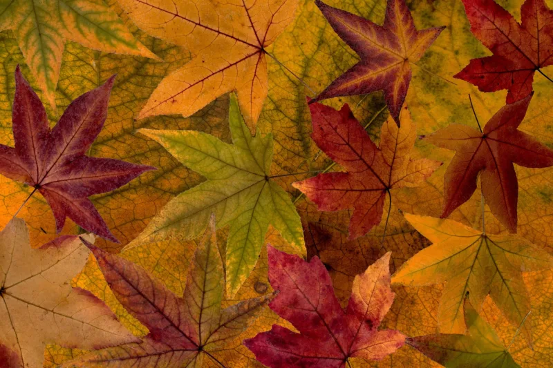 image - Collect the fall leaves and make a placemat with the kids!