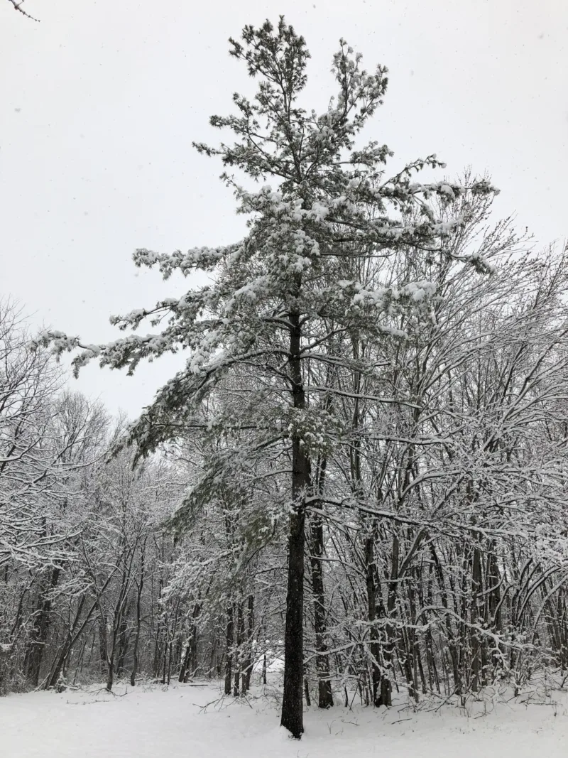 image - Extensive needle browning on Scotch pine