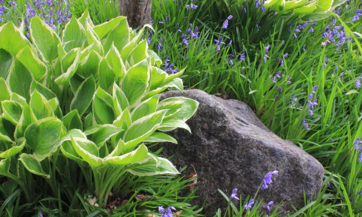 featured image - Using Hostas In Landscape Applications Meet The New Elite Designer Plant
