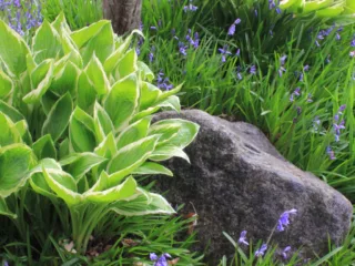 featured image - Using Hostas In Landscape Applications Meet The New Elite Designer Plant
