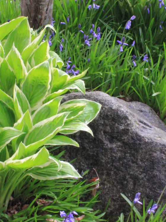 featured image - Using Hostas In Landscape Applications Meet The New Elite Designer Plant