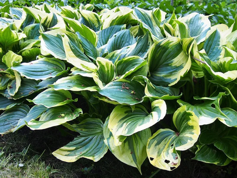 image - Patriot' hosta as a massed groundcover