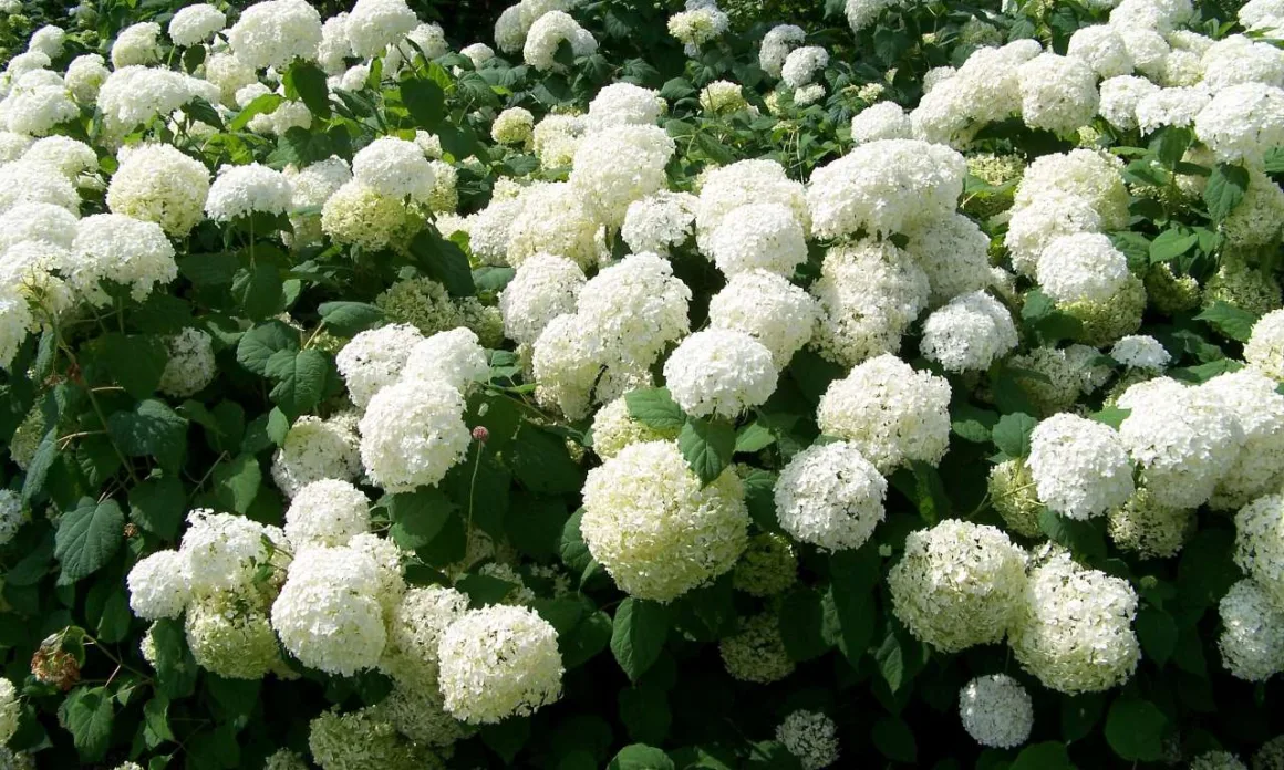 featured image - The Wonderful World Of Hydrangeas