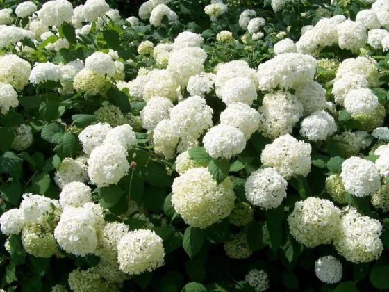featured image - The Wonderful World Of Hydrangeas