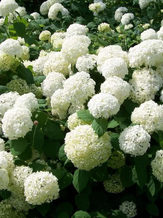 featured image - The Wonderful World Of Hydrangeas