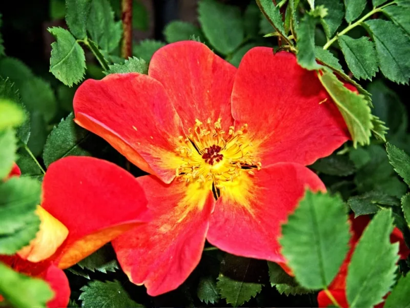 image - Austrian Copper rose