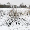 featured image - Understanding Winter Hardiness