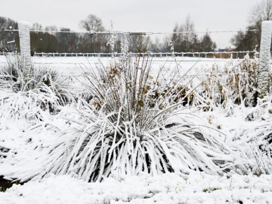 featured image - Understanding Winter Hardiness