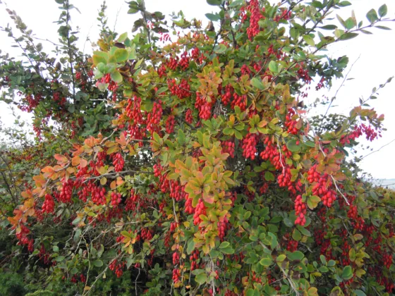 Never Hug a Barberry: Exposing the Thorny, Spiny Truth