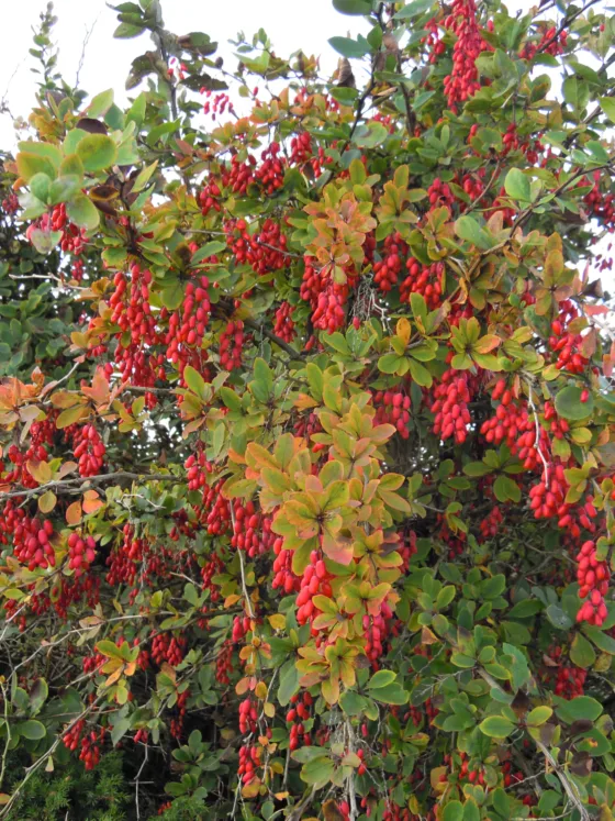 Never Hug a Barberry: Exposing the Thorny, Spiny Truth