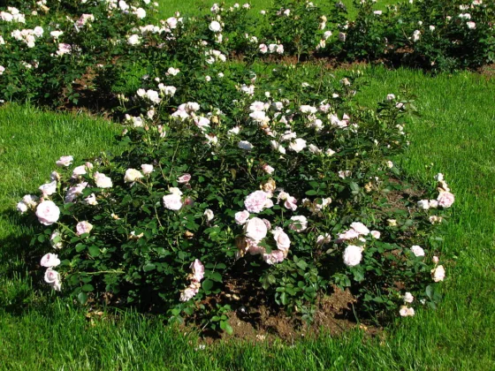 featured image - Hardy Roses For Northern Gardens A Selection Beyond Imagination