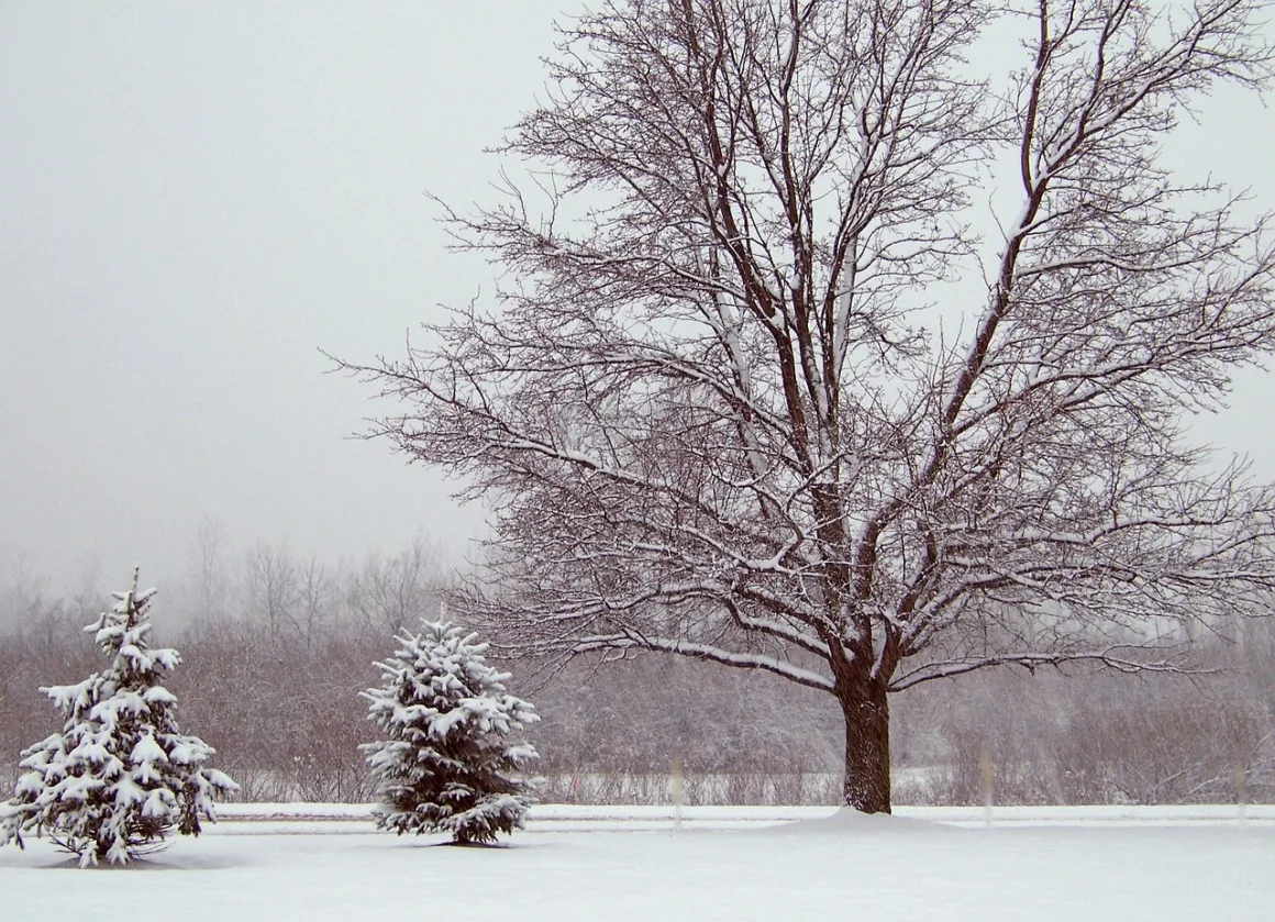 featured image - Evergreens - the Perfect Winter Backdrop: Designing Landscapes for Winter Color