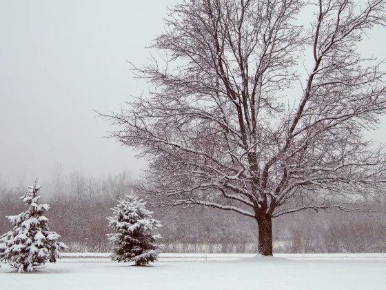 featured image - Evergreens - the Perfect Winter Backdrop: Designing Landscapes for Winter Color