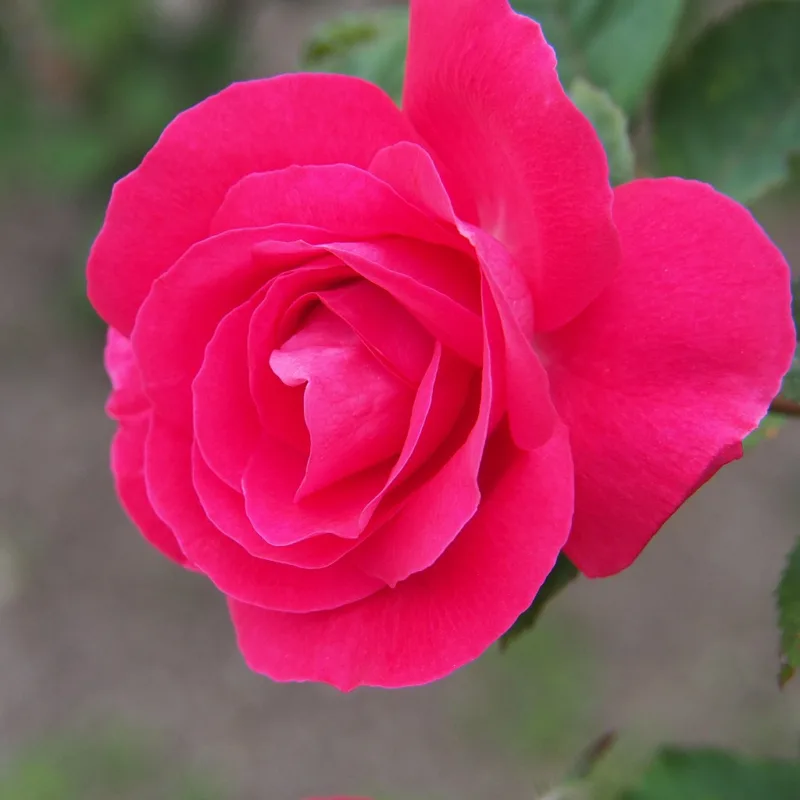 image - ‘Winnipeg Parks’ rose