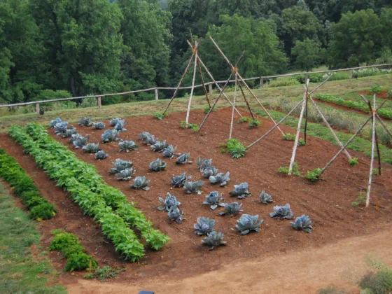 featured image - A Vegetable Garden for Everyone: Discovering the True Meaning of Fresh