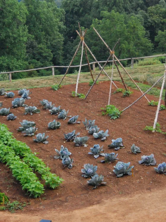 featured image - A Vegetable Garden for Everyone: Discovering the True Meaning of Fresh