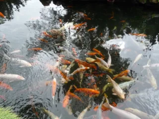 Can I Keep Other Fish with My Koi Fish