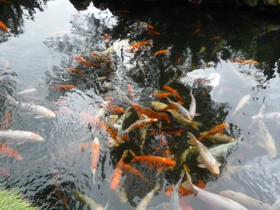 Can I Keep Other Fish with My Koi Fish