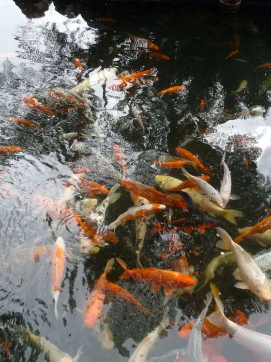 Can I Keep Other Fish with My Koi Fish