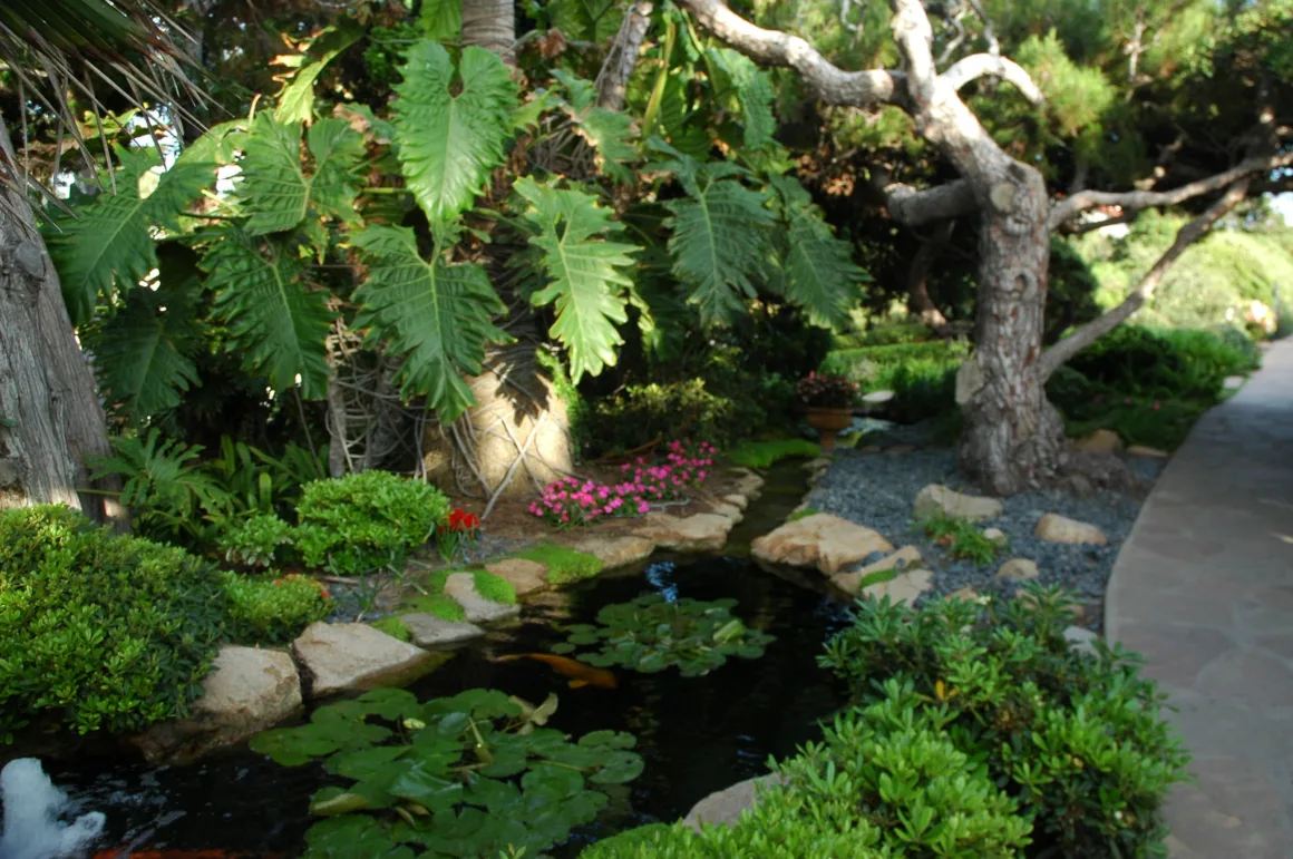 Choosing the Perfect Location for Your Koi Pond