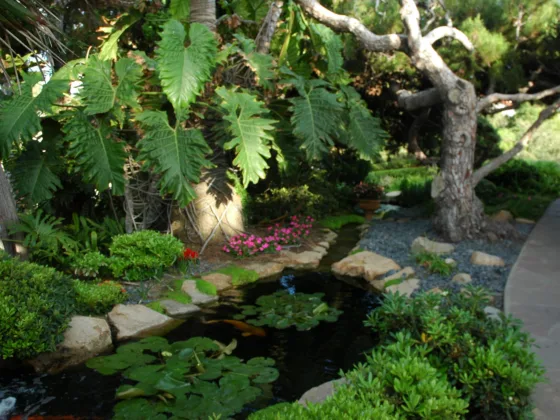 Choosing the Perfect Location for Your Koi Pond