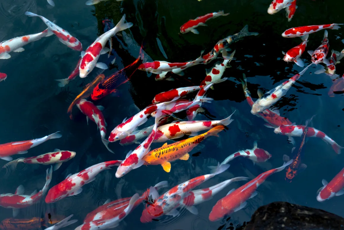 Choosing the Right Filter for Your Koi Pond