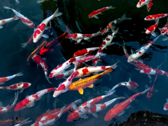 Choosing the Right Filter for Your Koi Pond