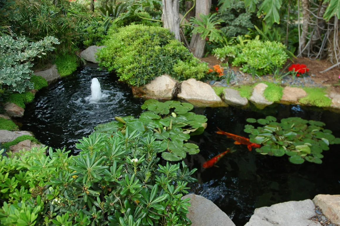 How to Build and Maintain a Koi Pond