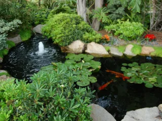 How to Build and Maintain a Koi Pond