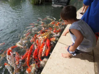 Choosing the Right Food for Your Koi Fish
