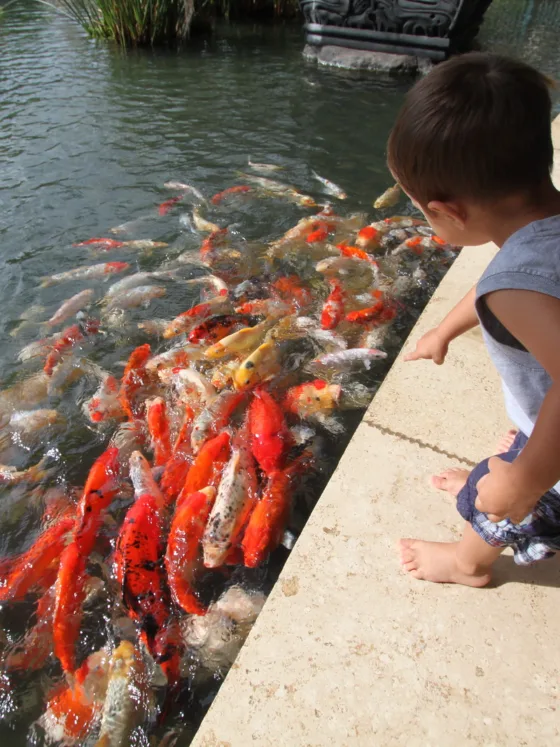 Choosing the Right Food for Your Koi Fish