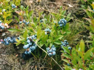 Growing Blueberries in Zone 6