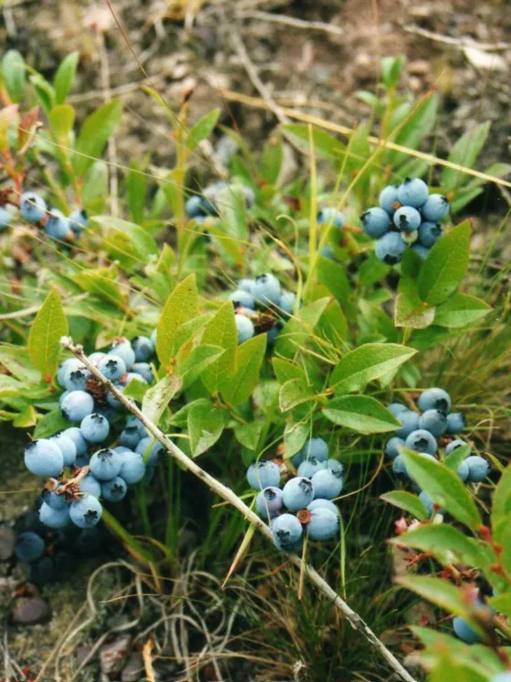 Growing Blueberries in Zone 6
