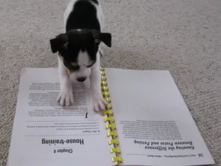 Common Mistakes to Avoid when Potty Training a Puppy