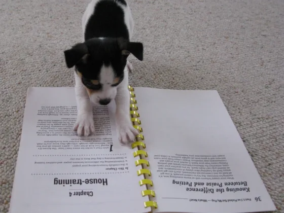 Common Mistakes to Avoid when Potty Training a Puppy