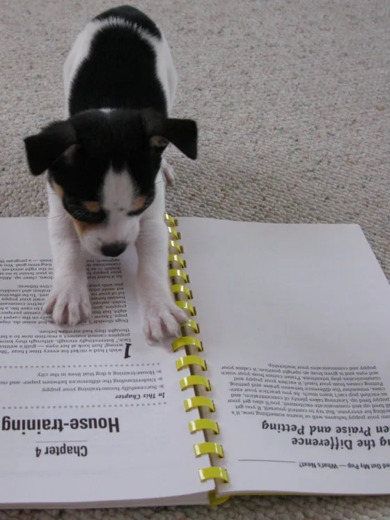 Common Mistakes to Avoid when Potty Training a Puppy