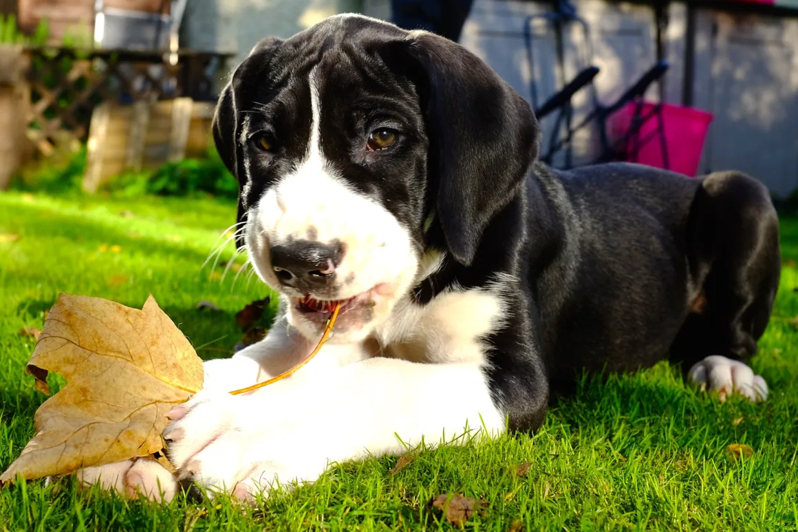 Potty Training an 8-Week-Old Puppy