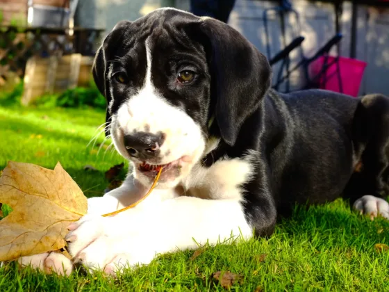 Potty Training an 8-Week-Old Puppy