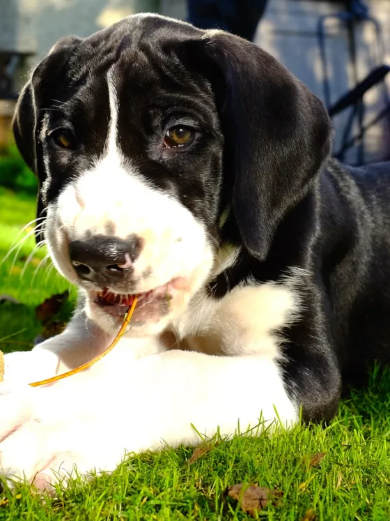 Potty Training an 8-Week-Old Puppy