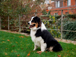 featured image - Unlocking the Diversity of Australian Shepherd Types and Varieties