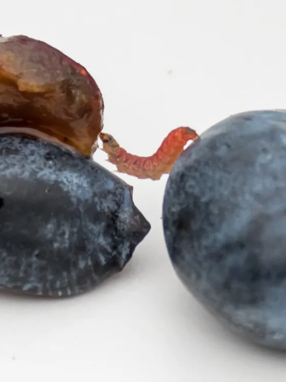 Common Blueberry Pests and Diseases