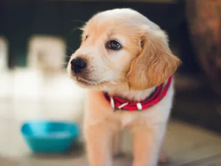 What should I do if my puppy has an accident inside the house?