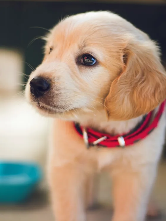 What should I do if my puppy has an accident inside the house?