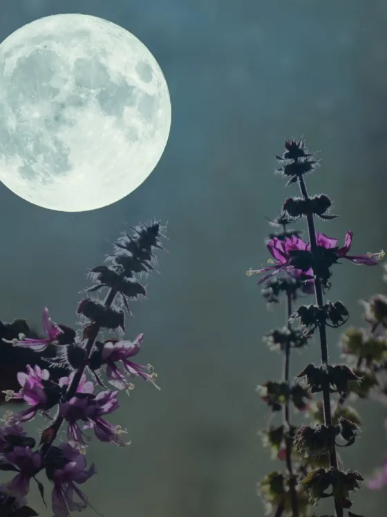Lunar Gardening: Harnessing the Power of the Moon for Optimal Plant Growth