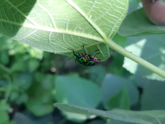 featured image - Keeping Insect Pests at Bay: Tips for Maintaining Drains