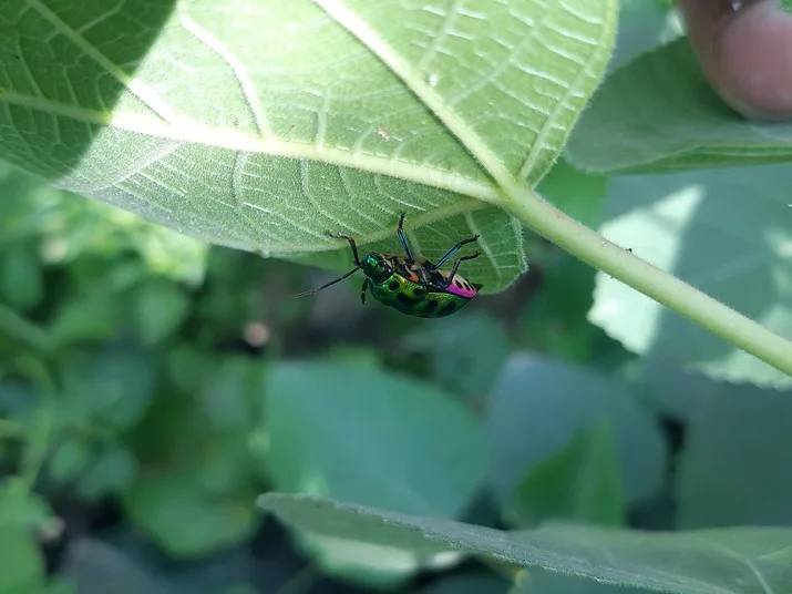 featured image - Keeping Insect Pests at Bay: Tips for Maintaining Drains
