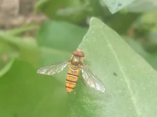 featured image - Natural Insect Repellents: Repel Bugs the Earth-Friendly Way