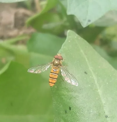 featured image - Natural Insect Repellents: Repel Bugs the Earth-Friendly Way