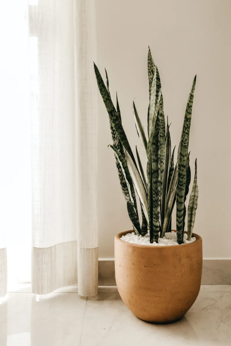 Snake plants