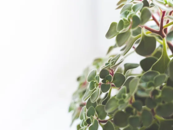 featured image - The Benefits of Houseplants in Winter: How to Keep Your Indoor Garden Alive and Thriving